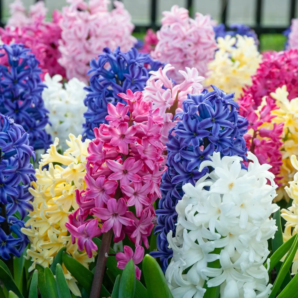Hyacinth Jambalaya from Colorblends