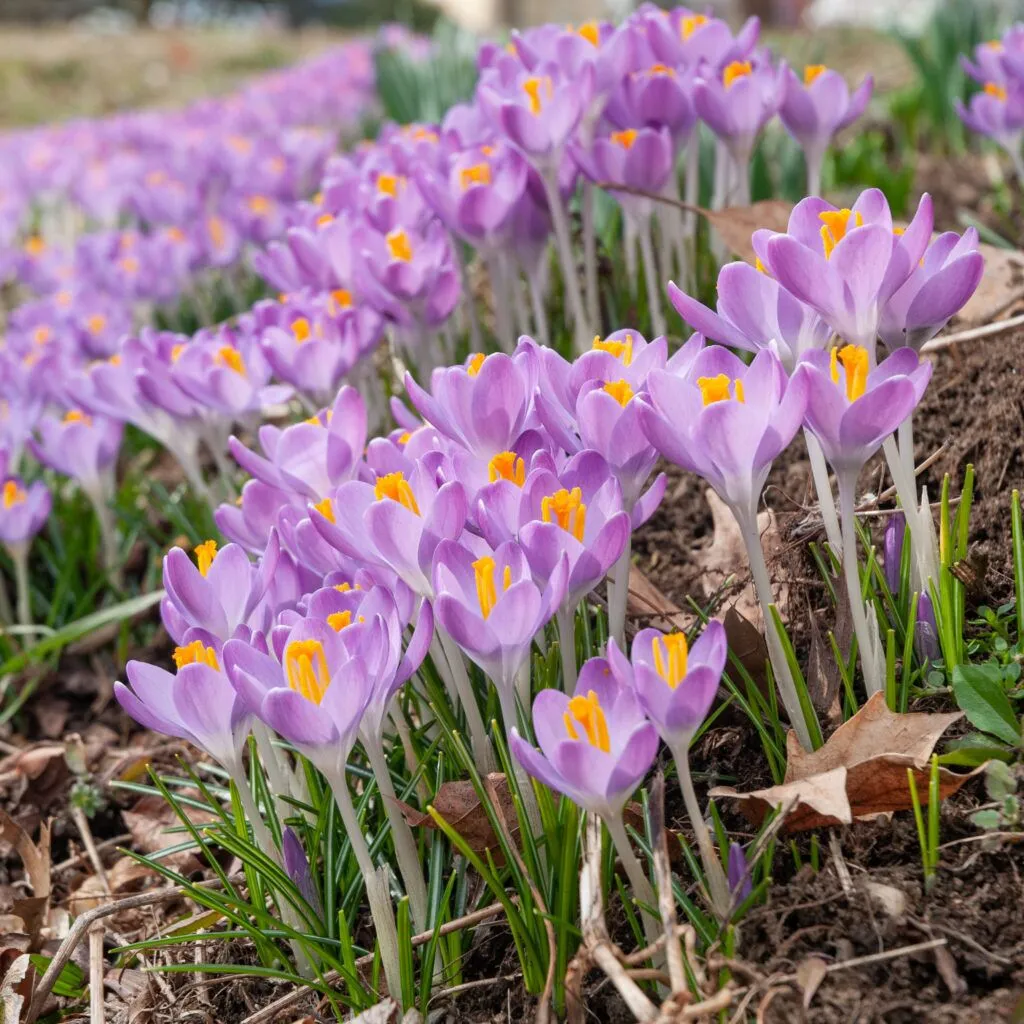 Tommies Crocuses from Colorblends