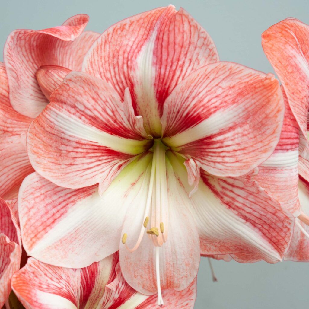 Strong King Amaryllis from Colorblends