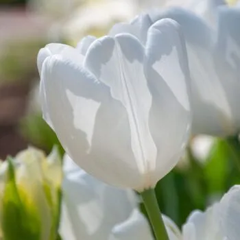 Hakuun Tulips from Colorblends