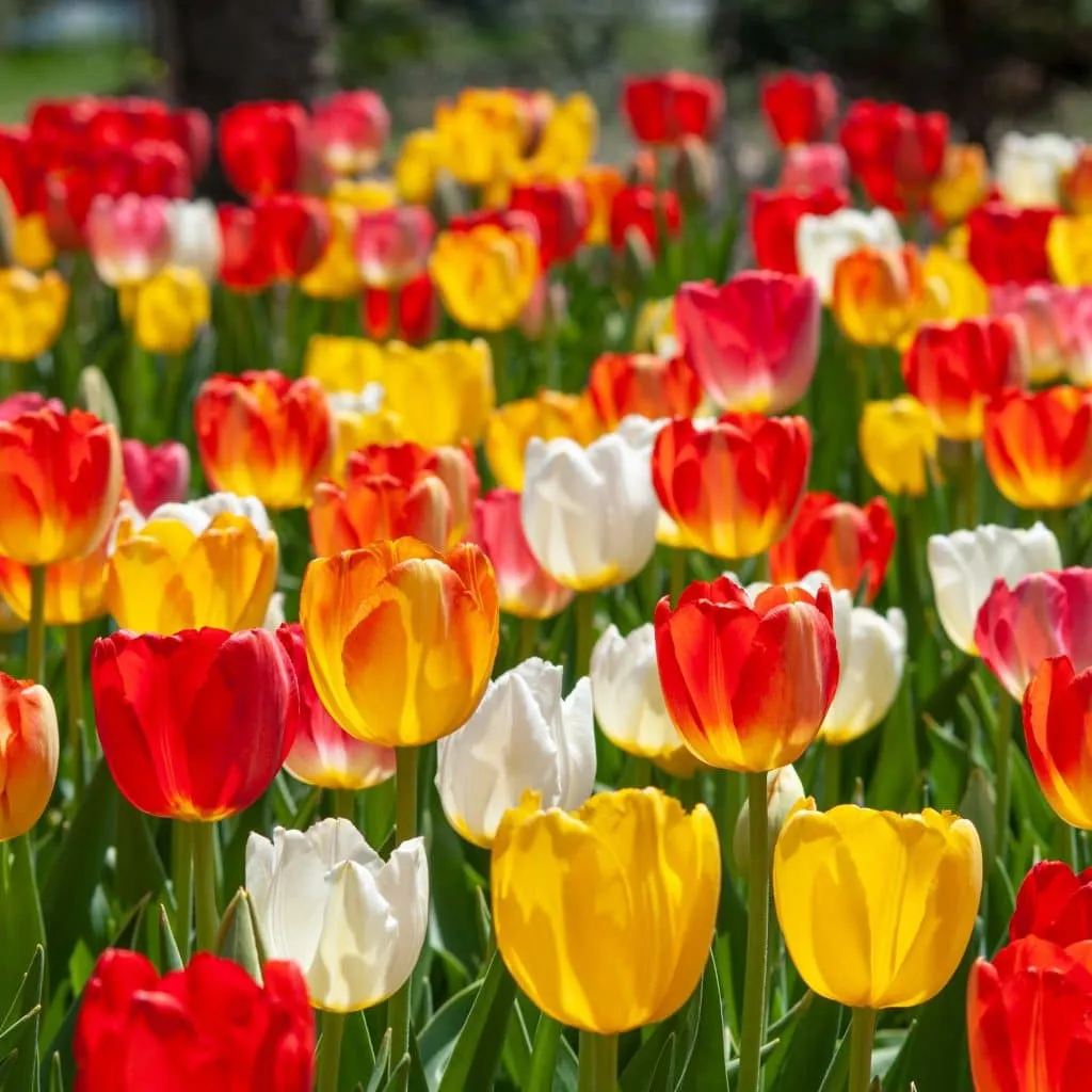 Judy Beauty Tulip from Colorblends