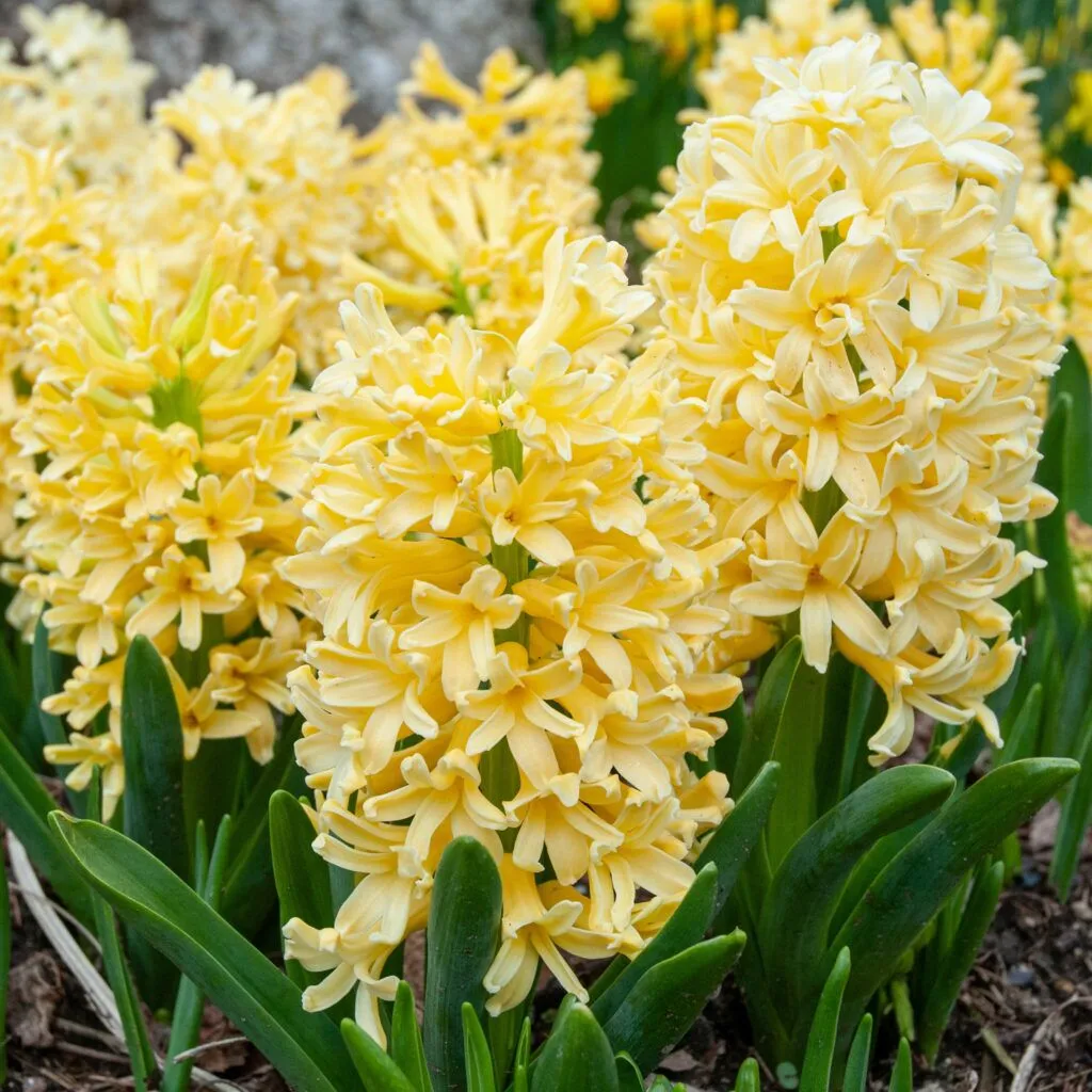 Hyacinth Yellowstone from Colorblends