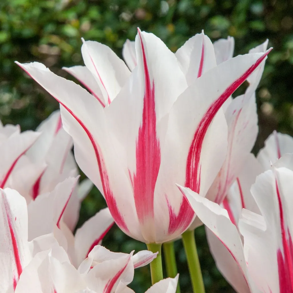 Marilyn Tulips from Colorblends