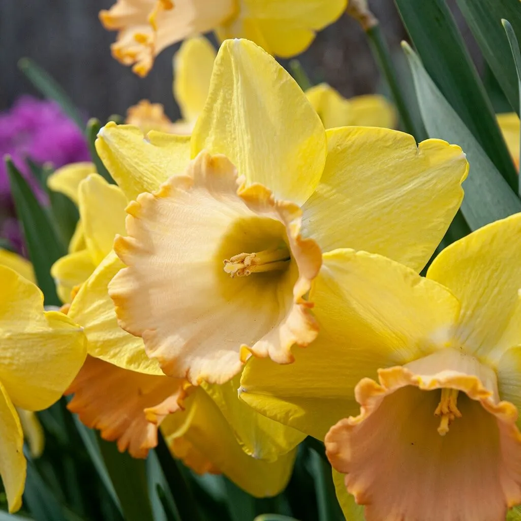 Alexis Beauty Daffodils from Colorblends