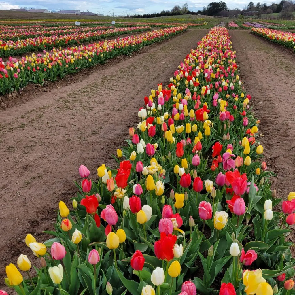 Grow and Show Tulips from Colorblends