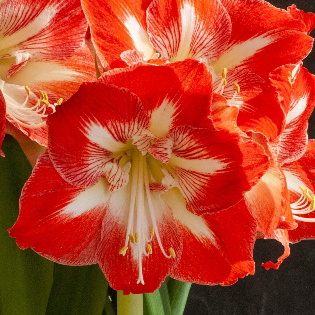 Minerva Amaryllis Bulbs Colorblends