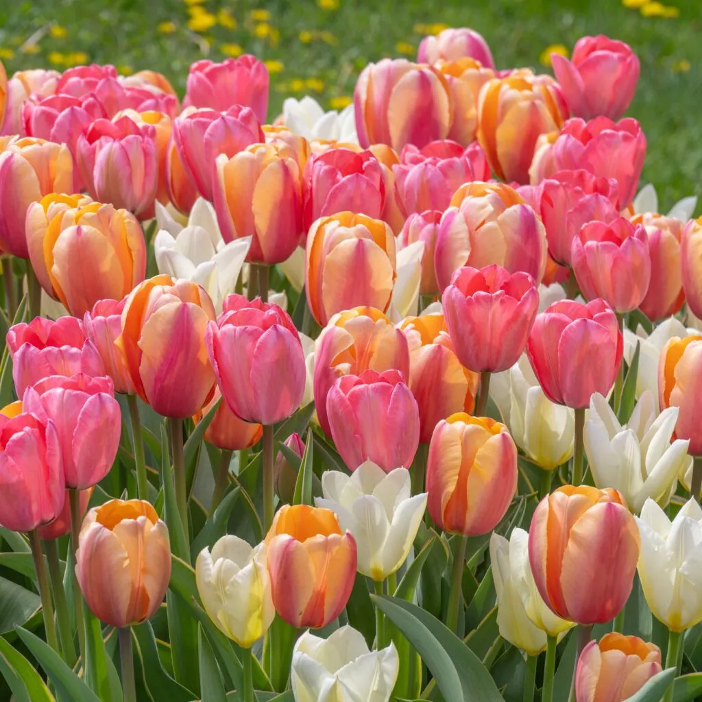 TuaLipa Tulip Blend from Colorblends
