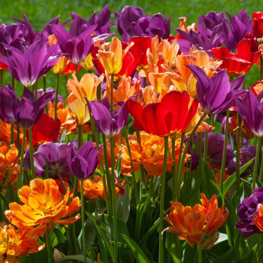 Wunderbar Tulip Blend from Colorblends