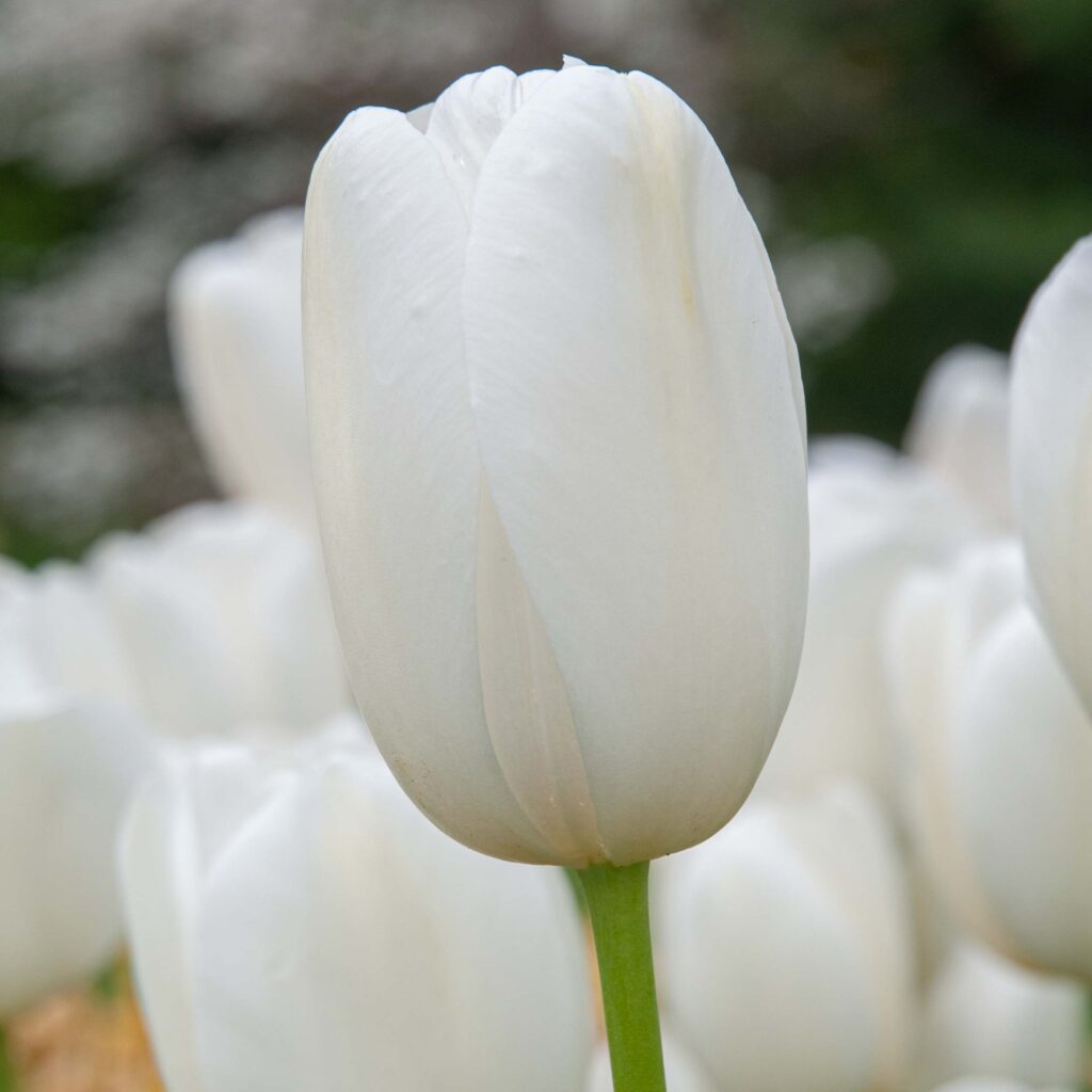 Catherina Tulips from Colorblends
