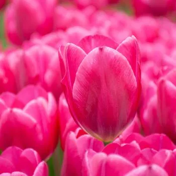 Pink Ardour Tulips