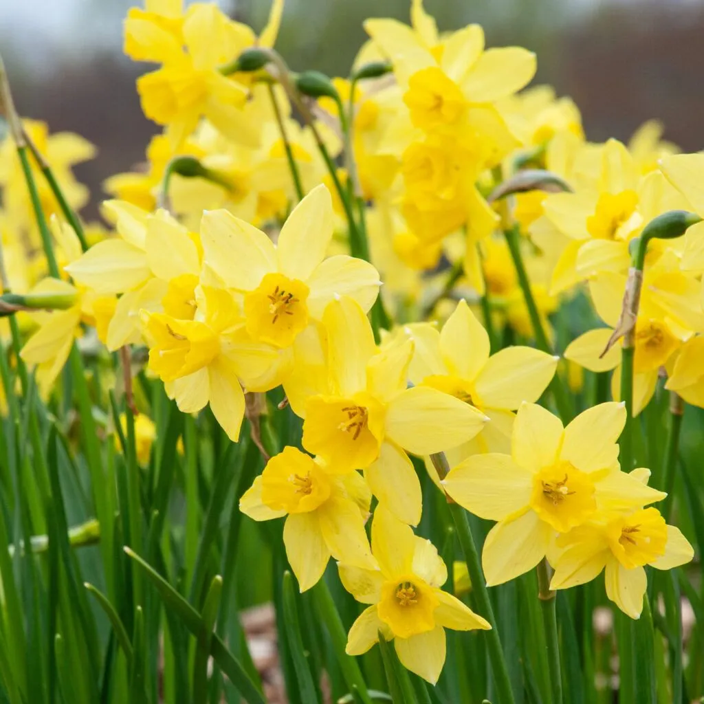 Daffodil Yellow Sailboat from Colorblends