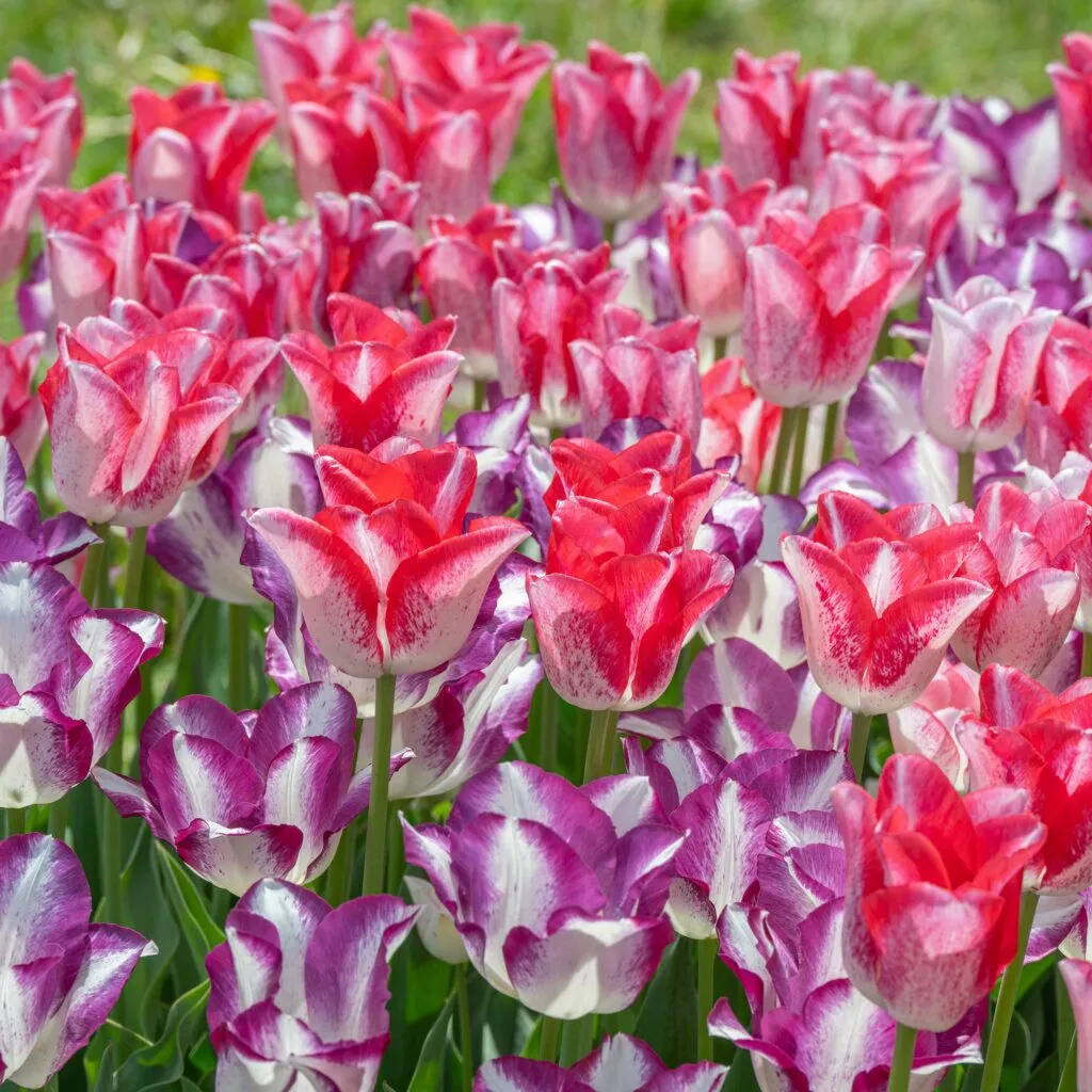 Levity Tulip Blend from Colorblends