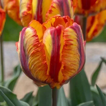 Rasta Parrot tulips from Colorblends in a cropped square image
