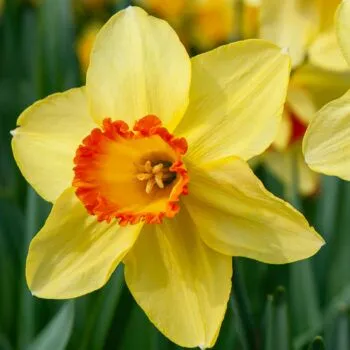 Red Devon Daffodils from Colorblends shown close up