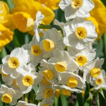 Avalanche Daffodils from Colorblends