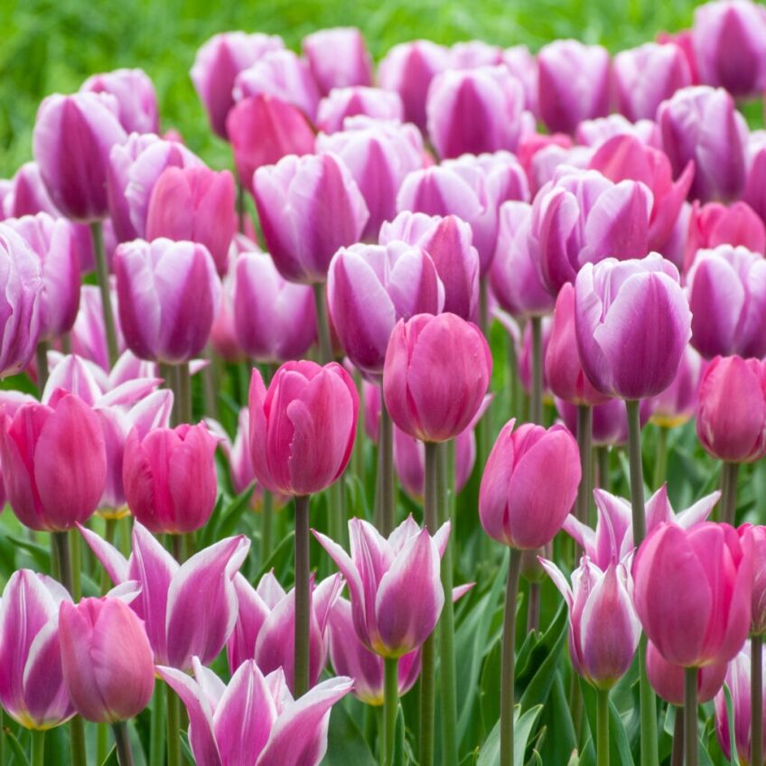 See View Plait Tulip from Colorblends