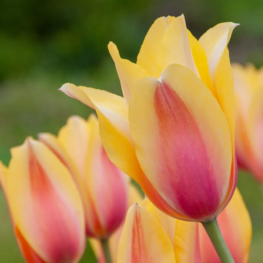 Blushing Lady Tulips from Colorblends