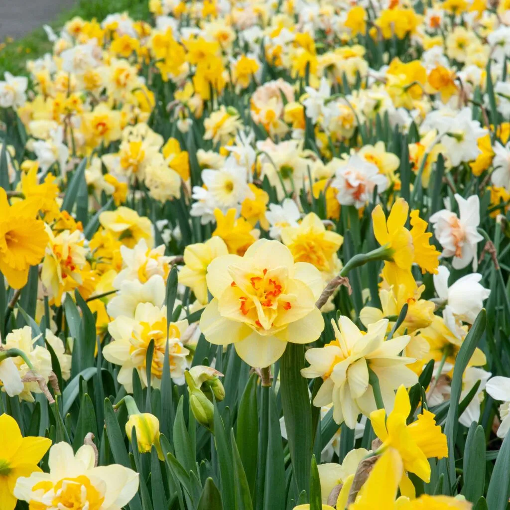 Top 40 Daffodil from Colorblends