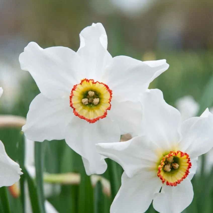 Poeticus Recurvus Daffodils from Colorblends