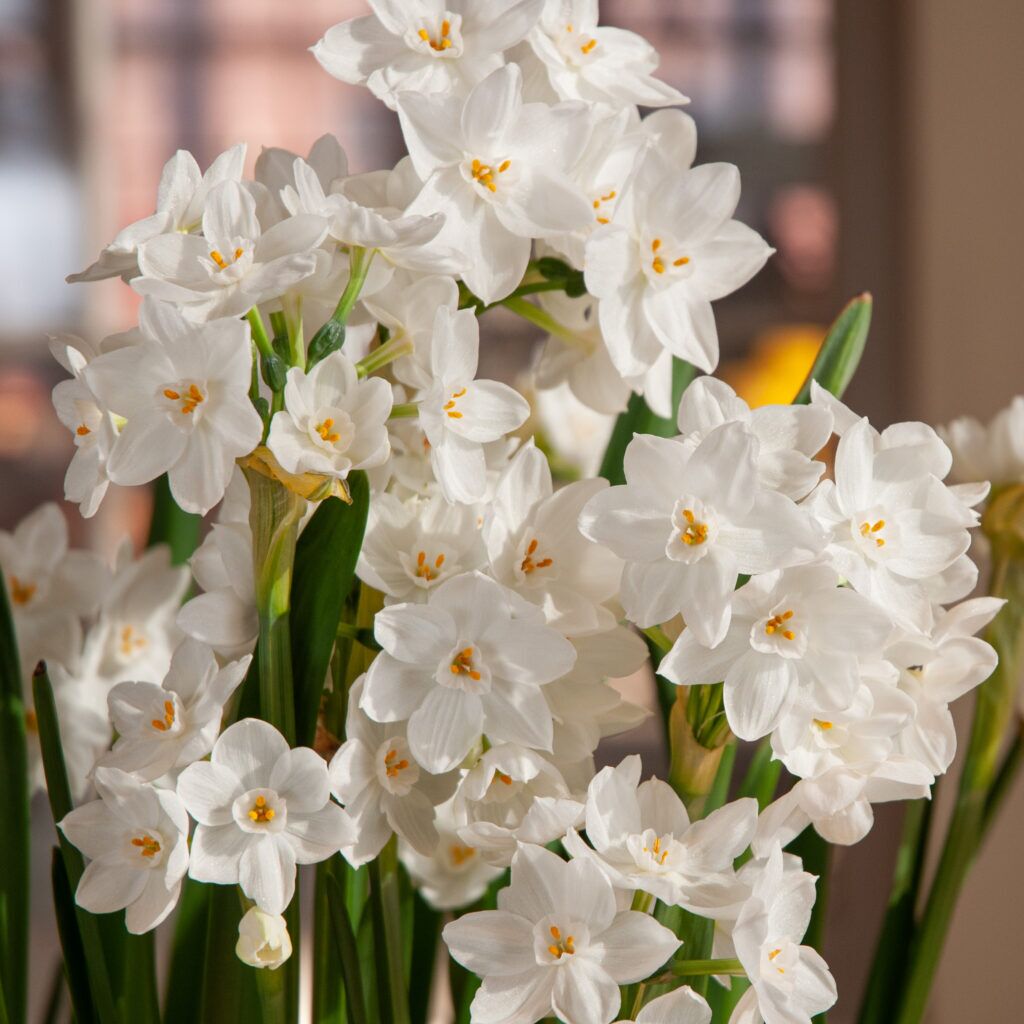 Nir Paperwhites from Colorblends