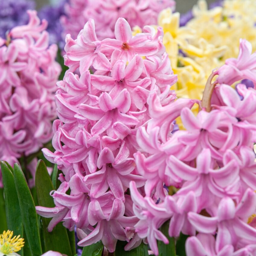 Hyacinth Fondant from Colorblends