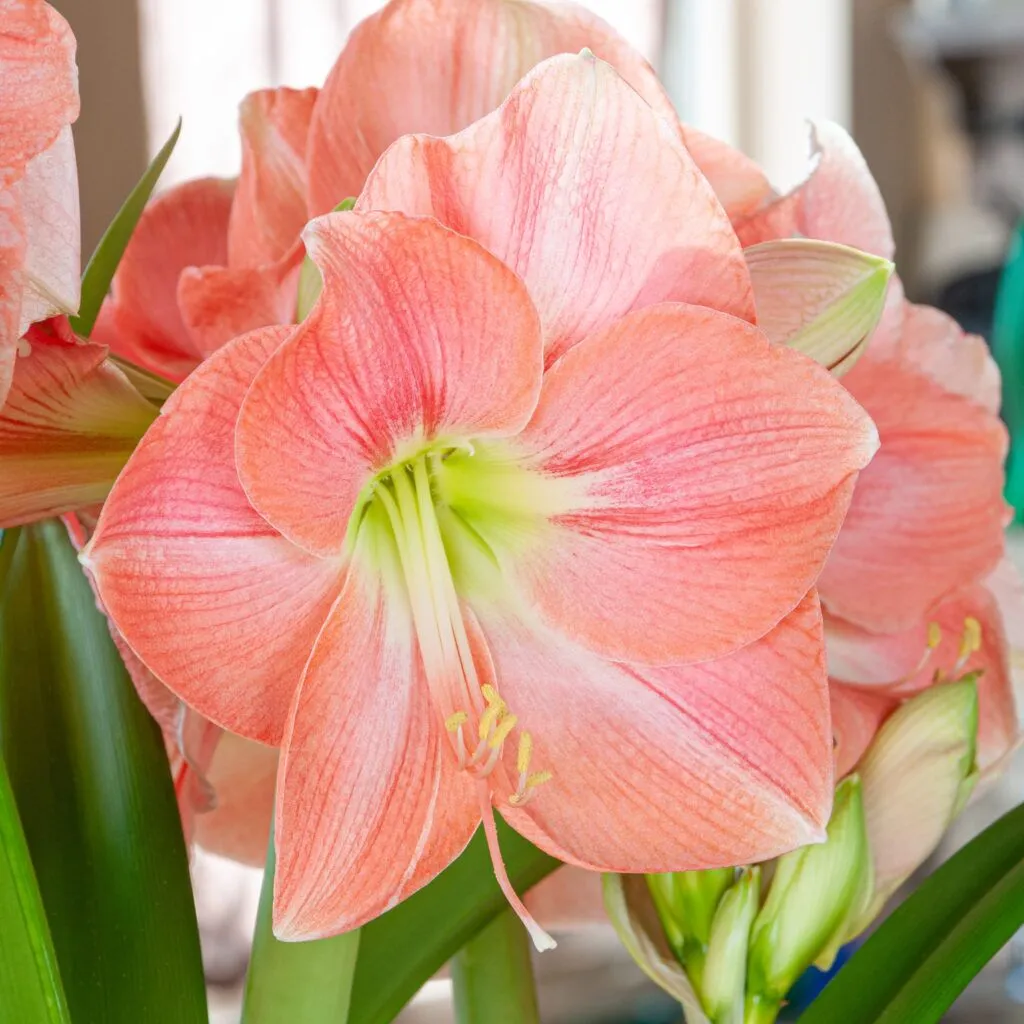 Rosalie Amaryllis from Colorblends