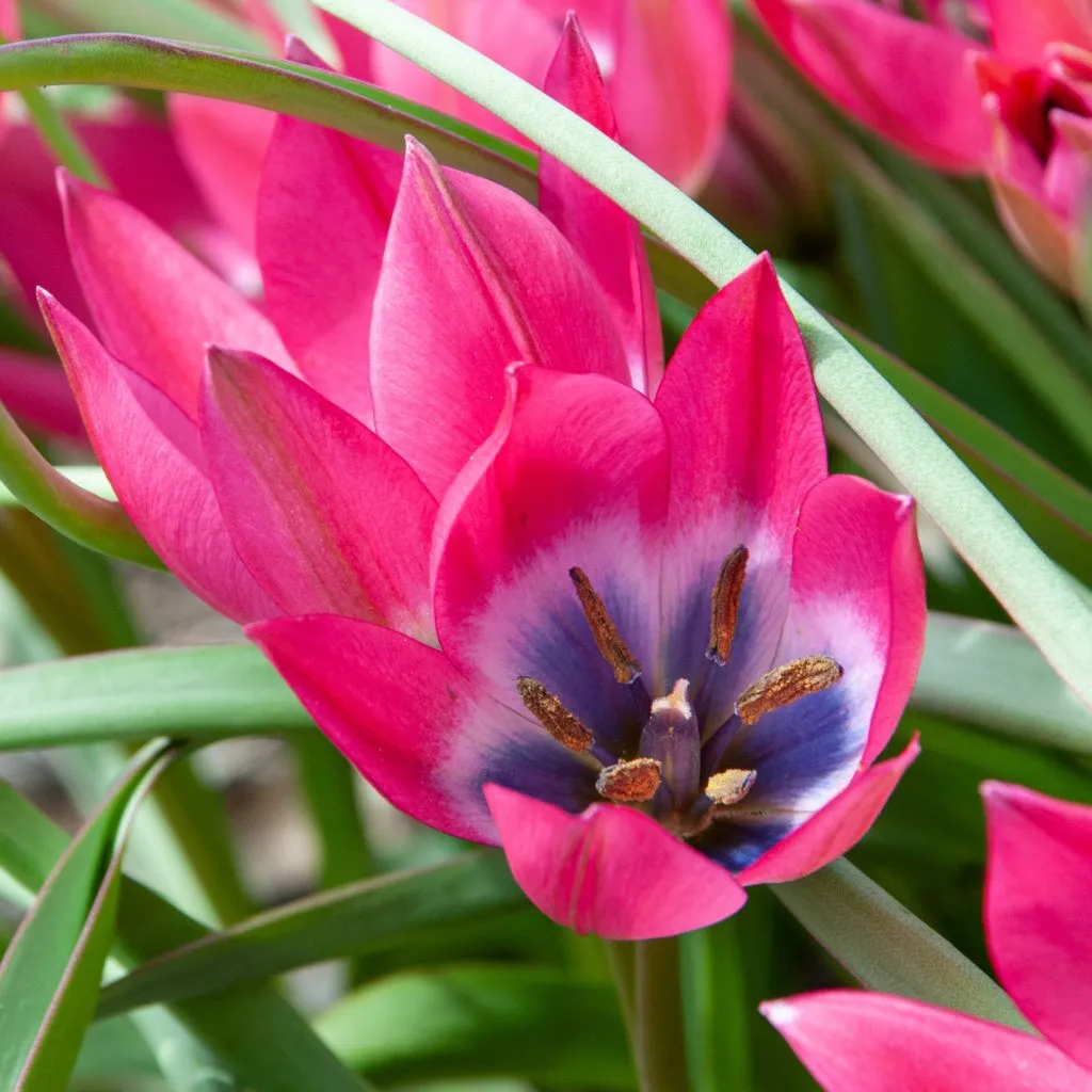 Little Beauty Tulips from Colorblends