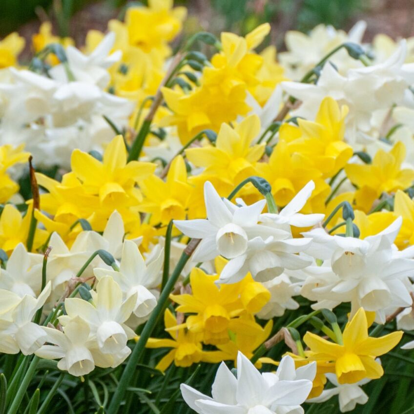 Bloom Factory Daffodil by Colorblends