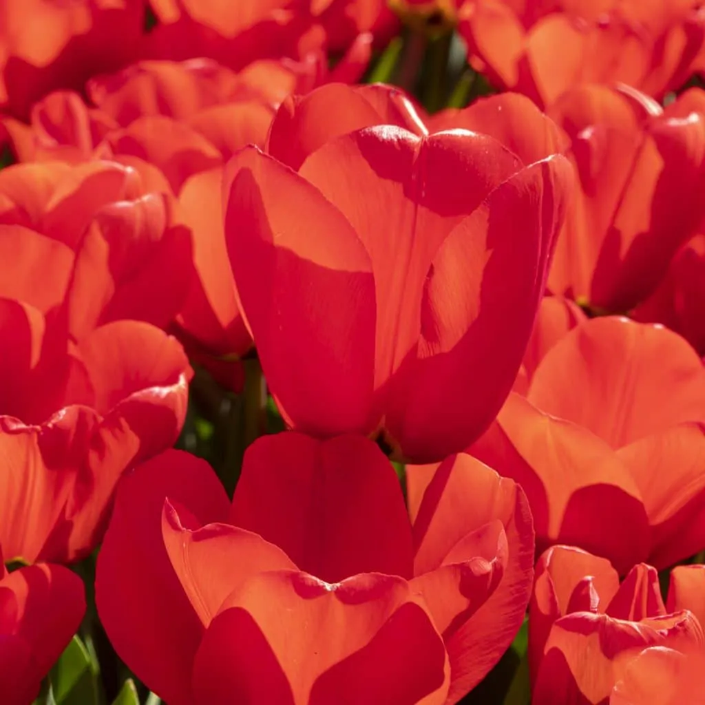 Globo Rojo Tulips from Colorblends
