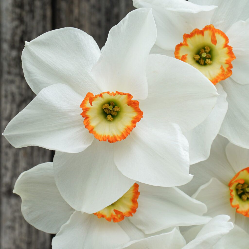 Daffodil Tommy's White