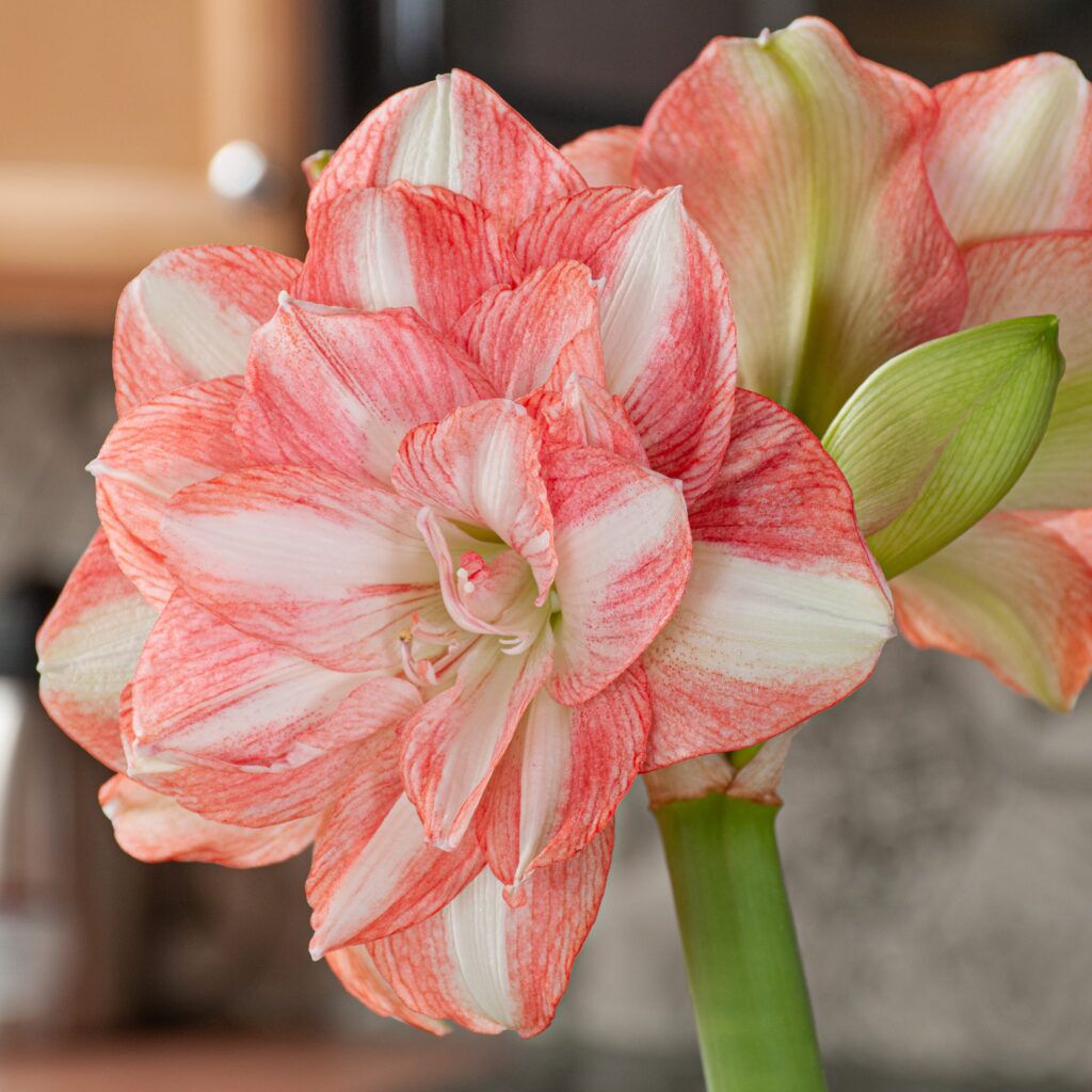 Beautiful Emotion Amaryllis from Colorblends