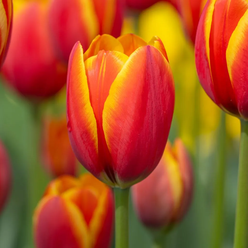 World's Friend Tulips cropped in a square