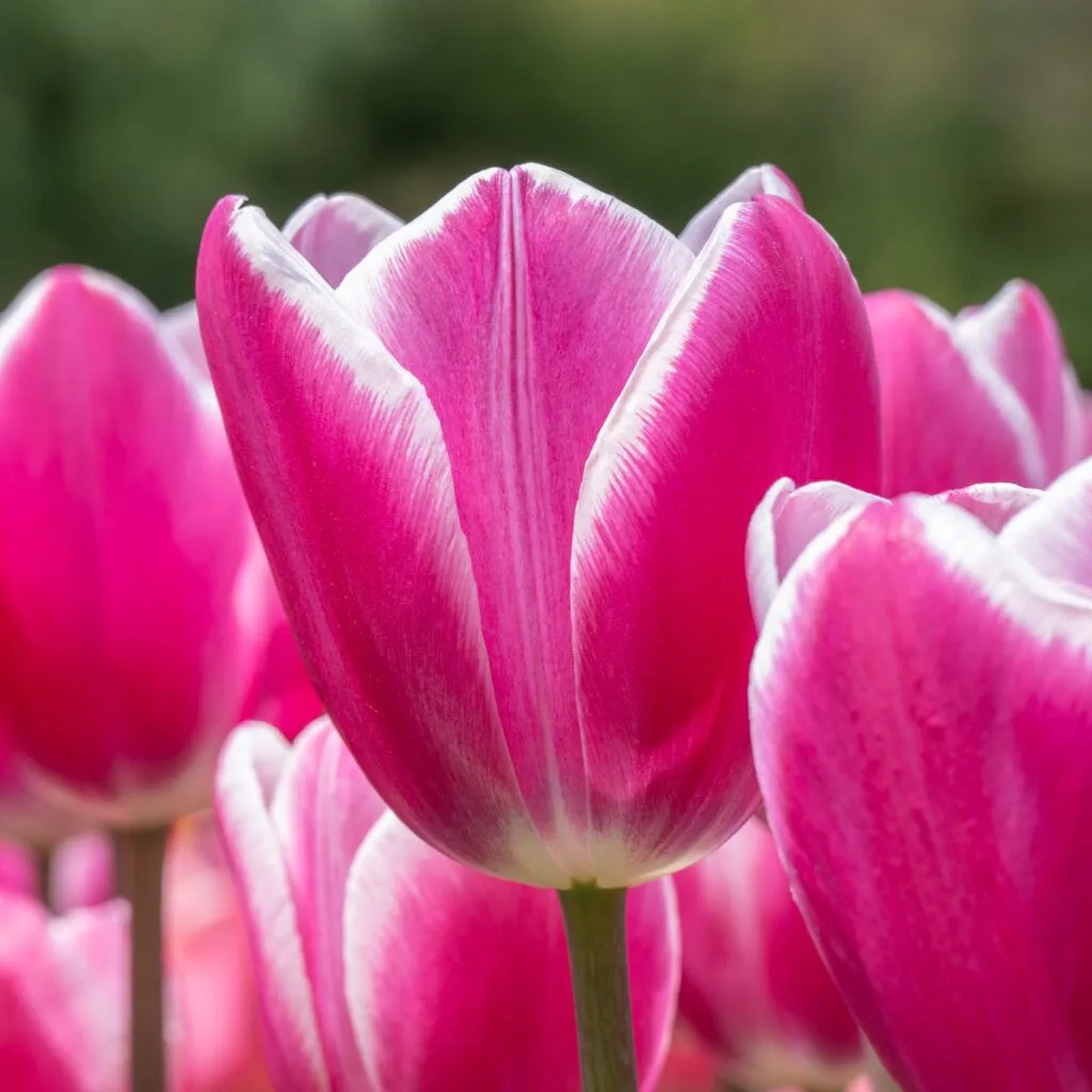 Jumbo Beauty Tulips cropped in a square