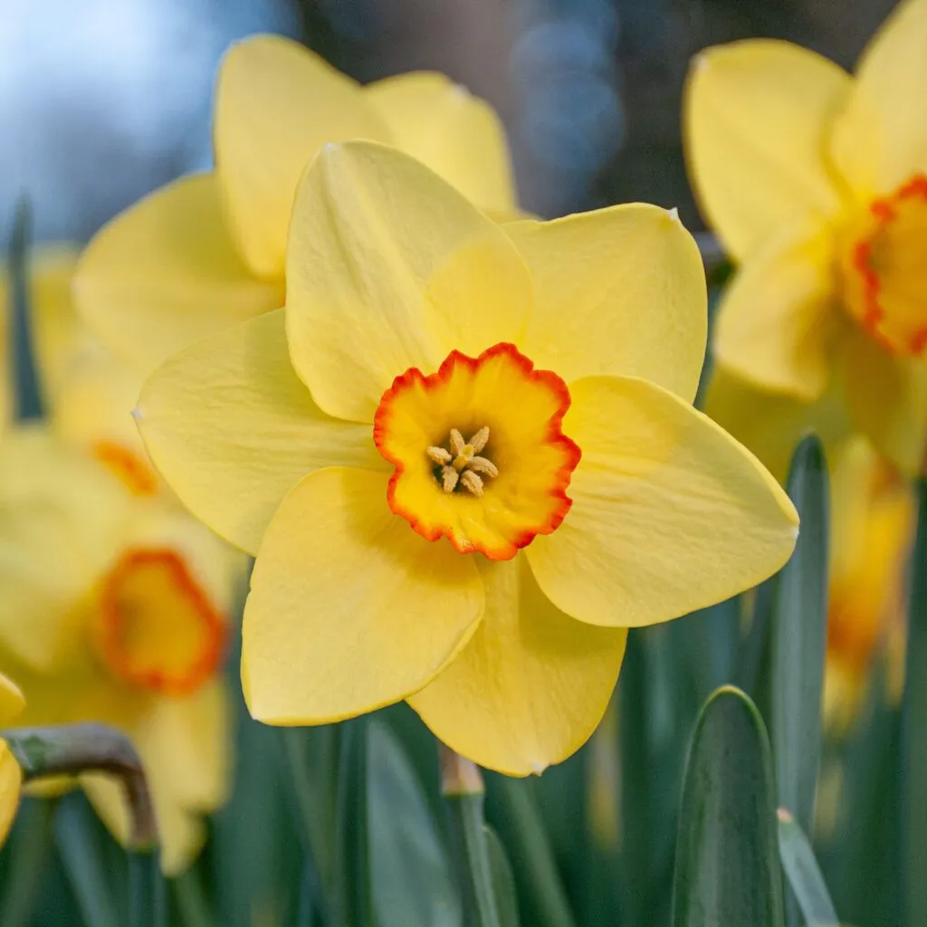 Pacific Rim Daffodils in a square crop