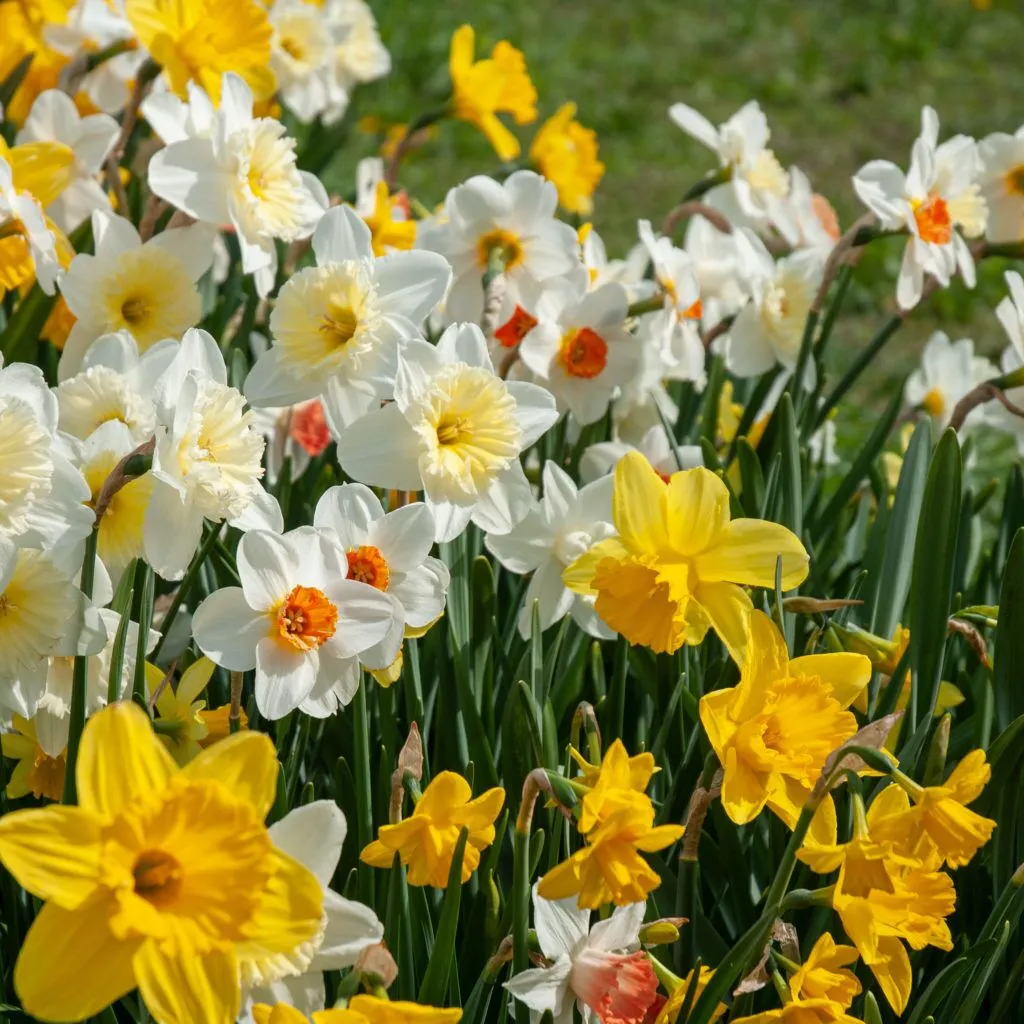 Gritty Southern Daff from Colorblends