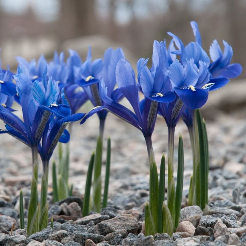 Iris Harmony from Colorblends