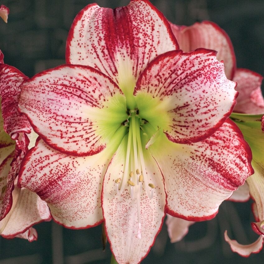 Flamenco Queen Amaryllis from Colorblends