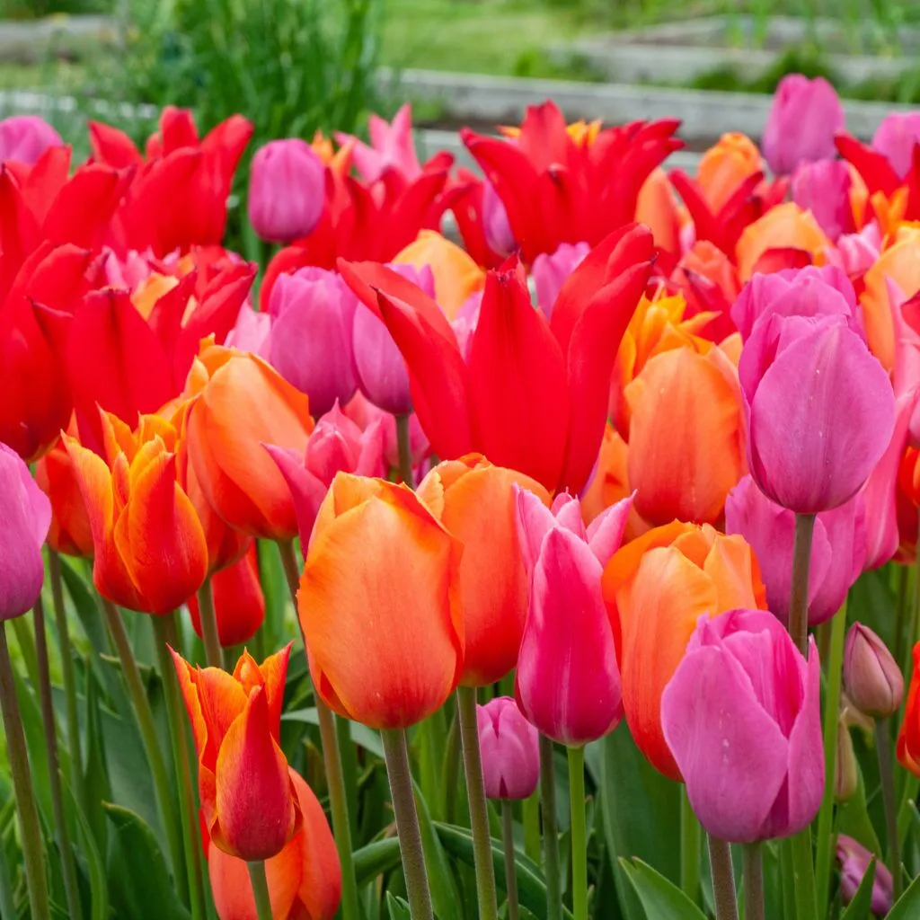 Power Play Tulip from Colorblends