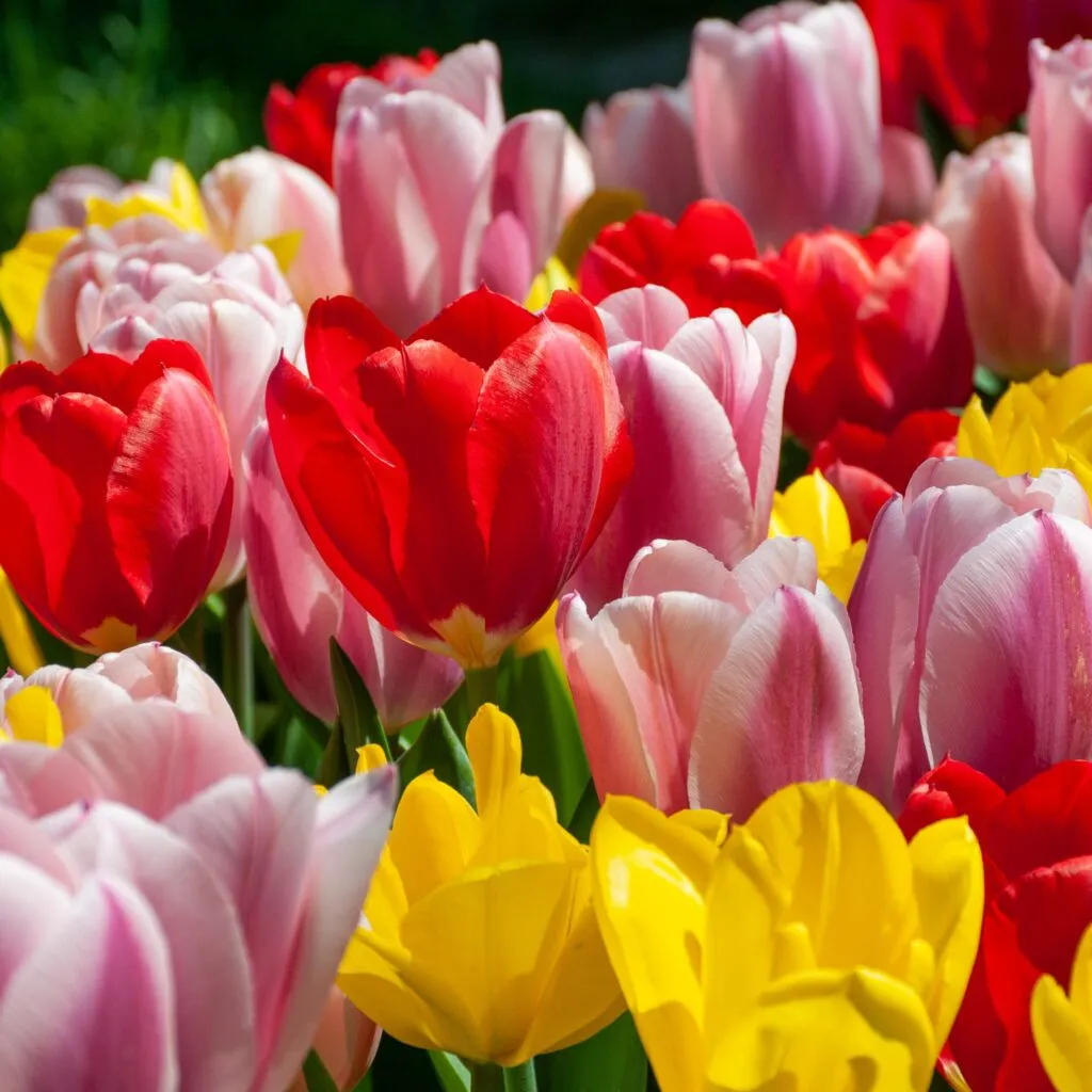 Eyes Breaker Tulip from Colorblends