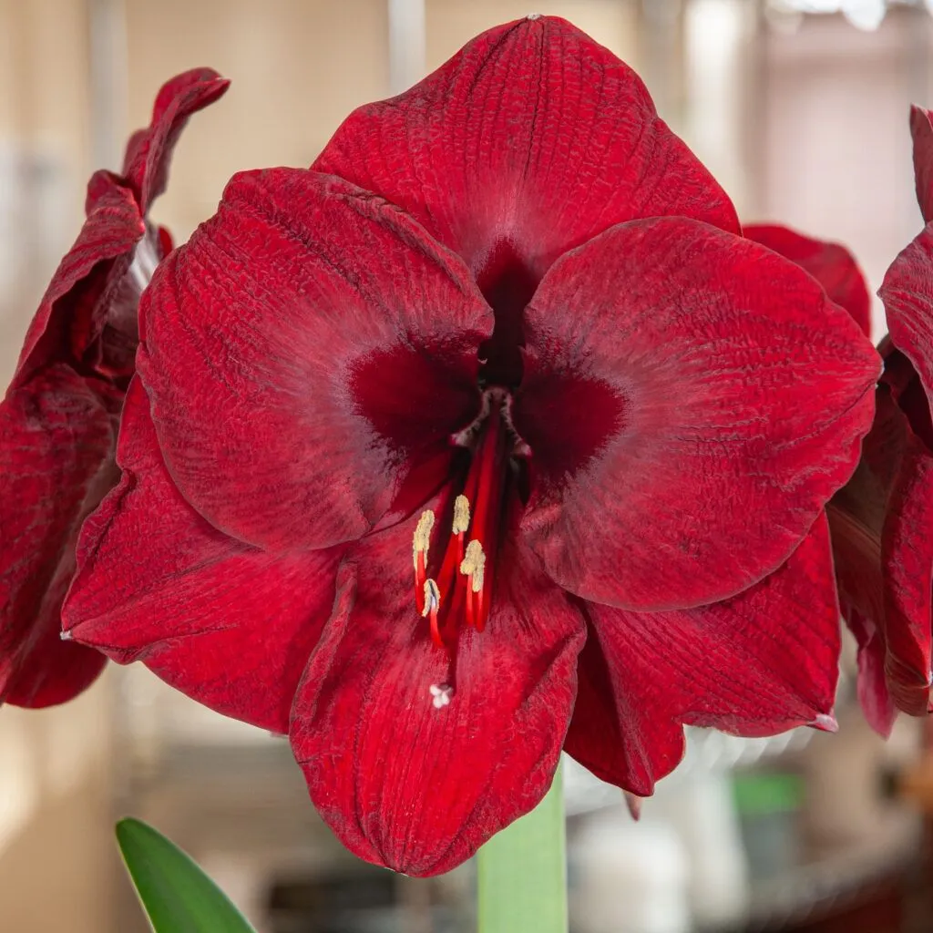 Mandela Amaryllis from Colorblends