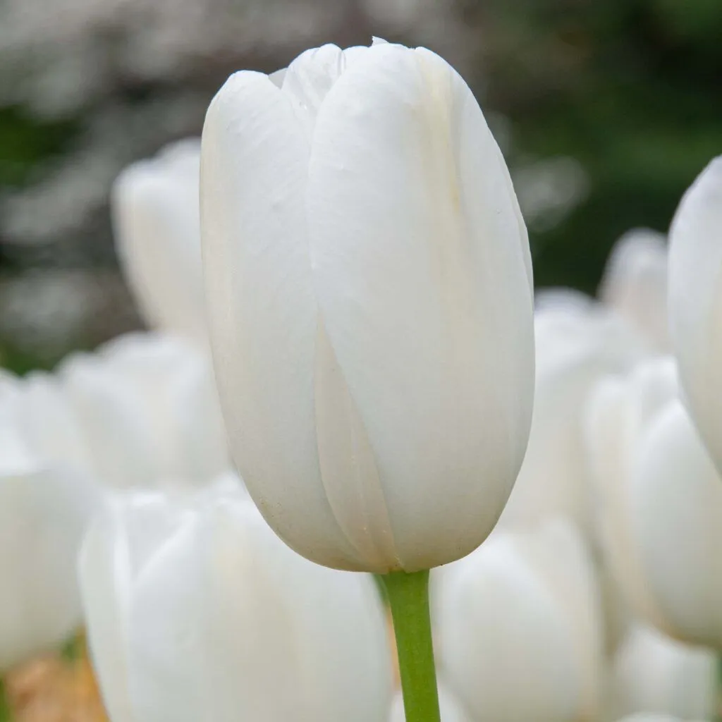 Catherina Tulips from Colorblends