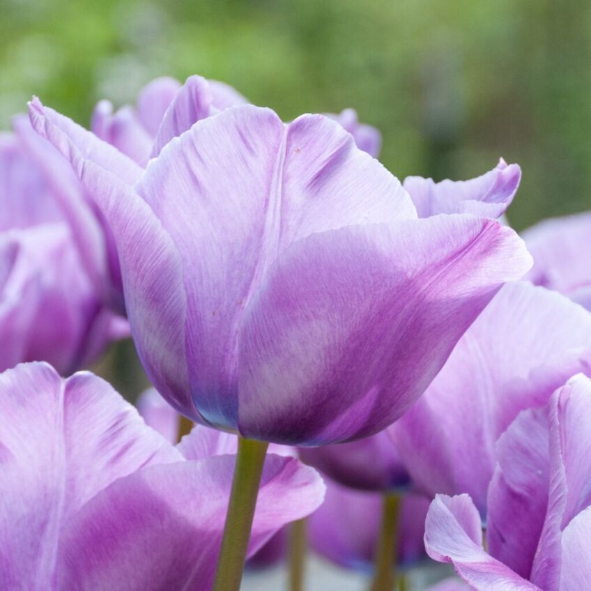Bleu Aimable Tulips