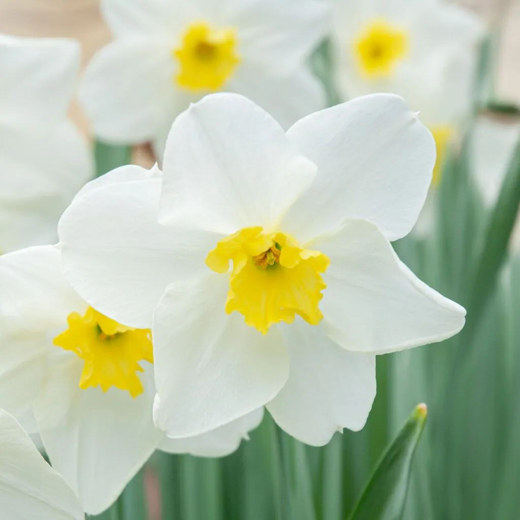 Queen of the North Daffodils in a square crop