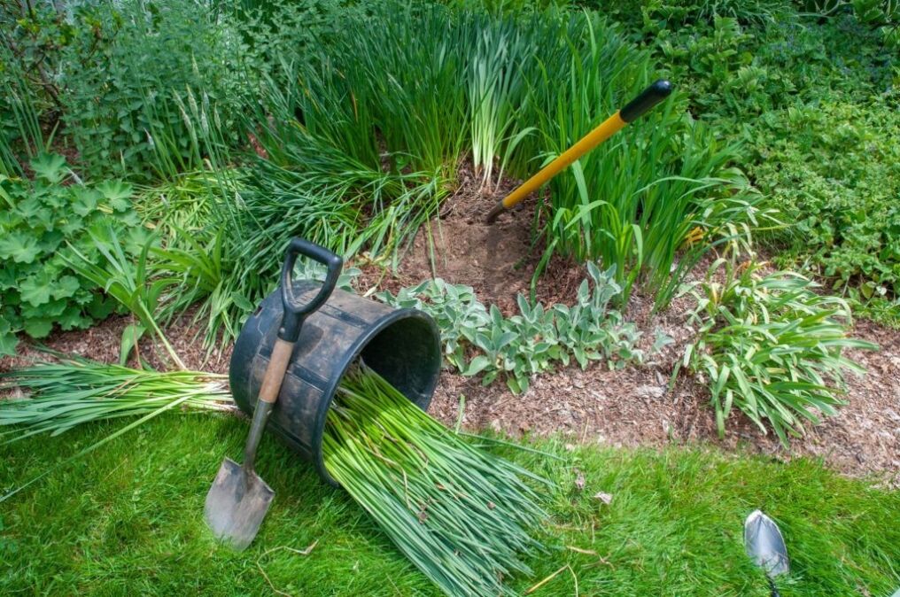 Dividing Daffodils Tips