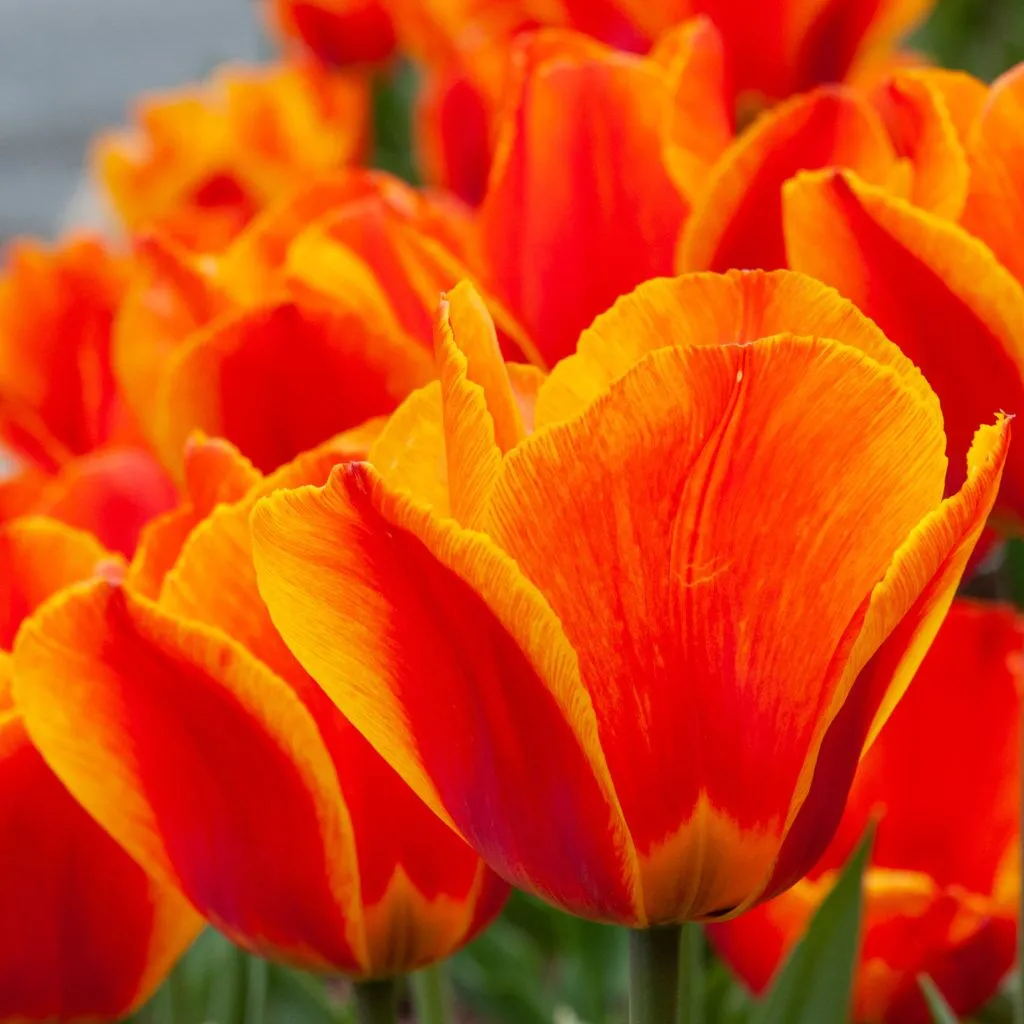 Flair Tulips from Colorblends