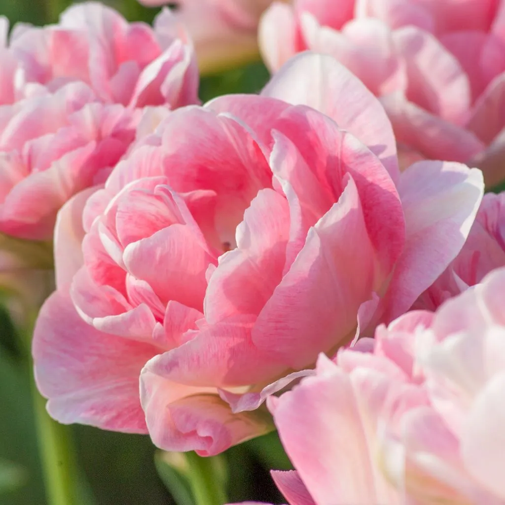 Angélique Tulips from Colorblends