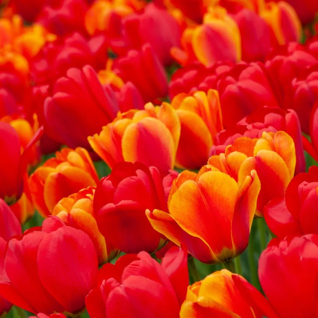 Lava Tulip from Colorblends