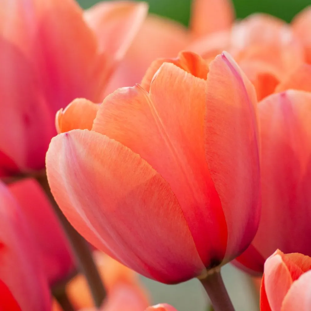 Big Apricot Tulips from Colorblends