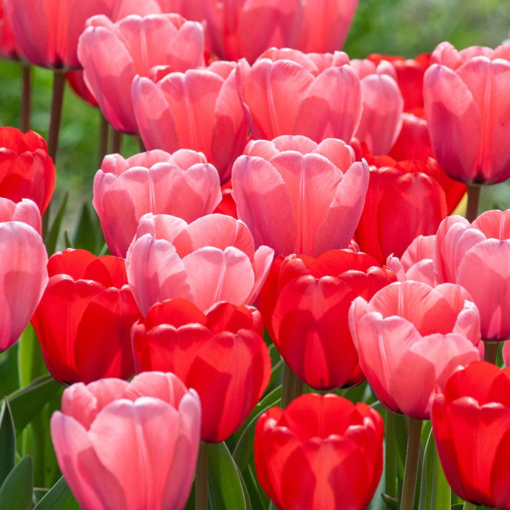 Twin Peeks Tulip from Colorblends