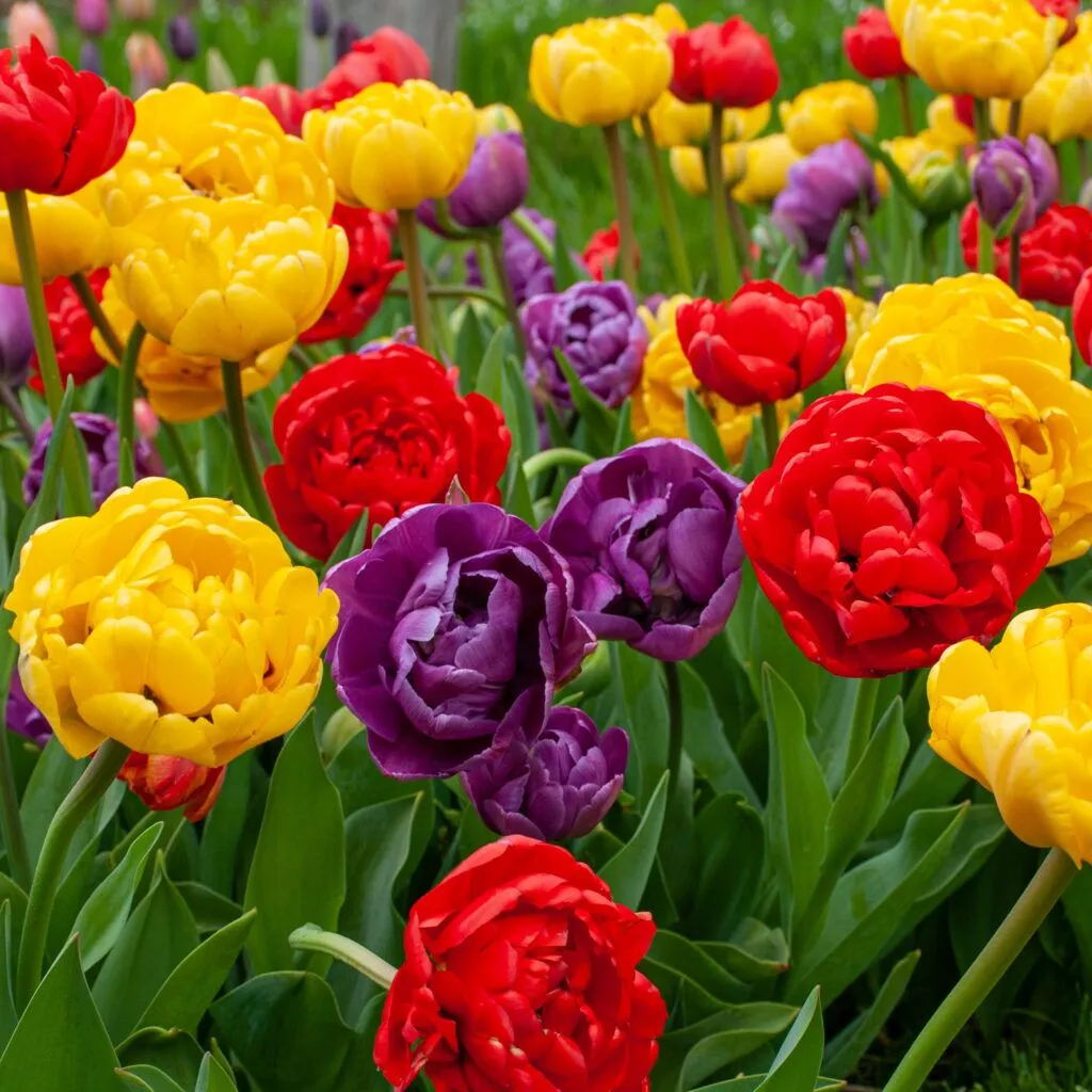 Petal Pushers Tulip from Colorblends